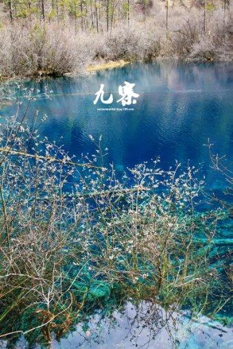 小狗救援行动选关版